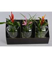 Bromelia in Melkkan glas