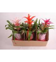 Guzmania in glas gel