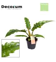 Philodendron Narrow Escape Feel Green (Decorum)