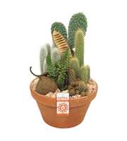 Cactus arrangement in 27 cm 'Terracotta Schaal'