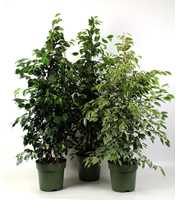 FICUS benjamina mixkar 3-4 soorten