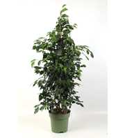 FICUS benjamina Midnight Lady