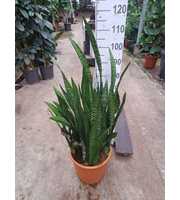 Sansevieria Zeylanica 110