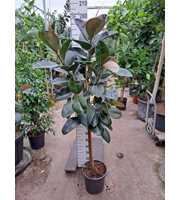 Ficus Elastica Robusta op stam 200