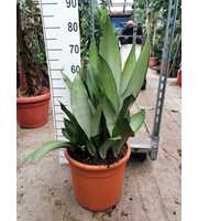 Sansevieria Moonshine 70