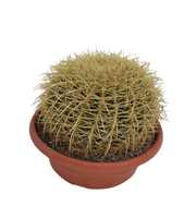 Echinocactus grusonii P25 1BOL