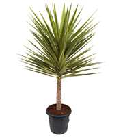 Yucca jewel P35 stam