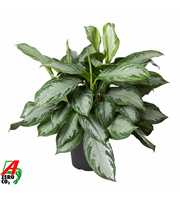 Aglaonema Silver Bay