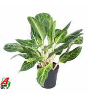 Aglaonema Key Lime