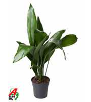 Aspidistra Elatior P21