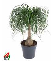 Beaucarnea stam P27 - 1,5ft