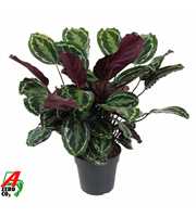 Calathea Medaillon