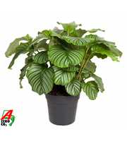 Calathea Orbifolia