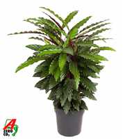 Calathea Wavestar