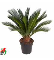 Cycas Revoluta P27