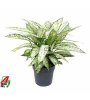 Dieffenbachia Vesuvius P27