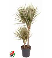 Dracaena Bicolor 45-15