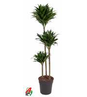 Dracaena Compacta 90-60-30