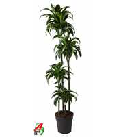 Dracaena Dorado 120-90-60-30