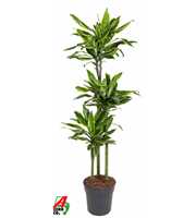 Dracaena Gold Coast 90-60-30