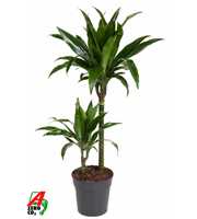 Dracaena Janet Craig 45-15