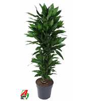 Dracaena Janet Lind vertakt P31