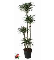 Dracaena Jade Jewel 120-90-60-30