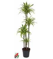 Dracaena Lemon Lime 120-90-60-30