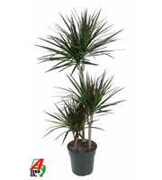 Dracaena Magenta 60-30-15