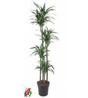 Dracaena Ulises 120-90-60-30