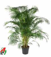 Dypsis Lutescens(Areca) P34