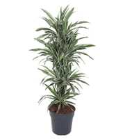 Dracaena White Stripe vertakt P31