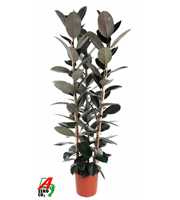 Ficus Elastica Abidjan 3PP P35 (NO GAP)