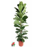 Ficus Lyrata 2PP P32 (NO GAP)