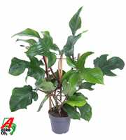 Philodendron Red Wonder(Squamiferum) op rek P19 (N