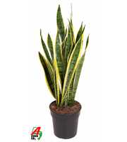 Sansevieria Laurentii P21