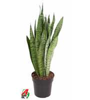 Sansevieria Zeylanica P21