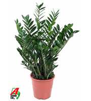 Zamioculcas Zamiifolia P27