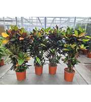 Codiaeum mix (Croton mix)