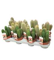 Cereus skyline 10,5 cm met etiket