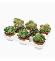 Bolcactus mix 10,5 cm in 8 gaats tray