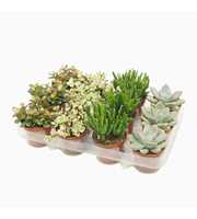 Succulenten mix 8,5 cm in 12 gaats tray