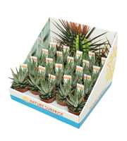 Haworthia big band 5,5 cm in presentatiedoos