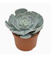 Echeveria pollux 10,5 cm