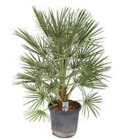 Chamaerops humilis P30