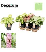 Syngonium gemengd Feel Green (Decorum)