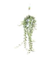 Hedera helix White Wonder - hang/XXL