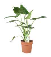 Alocasia Cucullata - hoogte 80-85 cm.