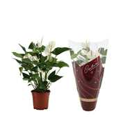 Anthurium White Winner in Couture Diamond sleeve