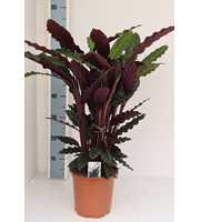 Calathea rufibarba